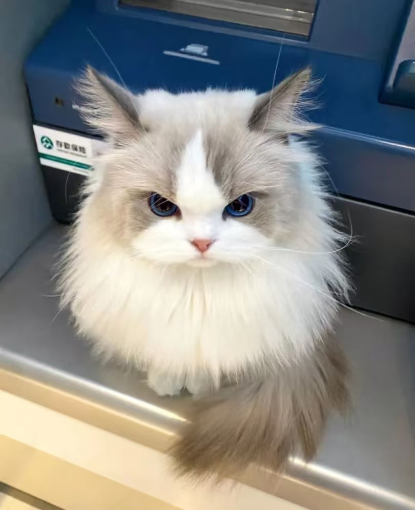 Napa kucing duwe penchant kanggo papan sing dhuwur?