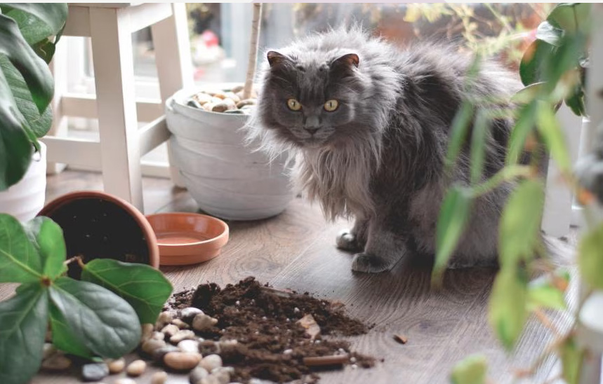 Napa kucing ngalahake tabel (lan apa sing tenan mikir)