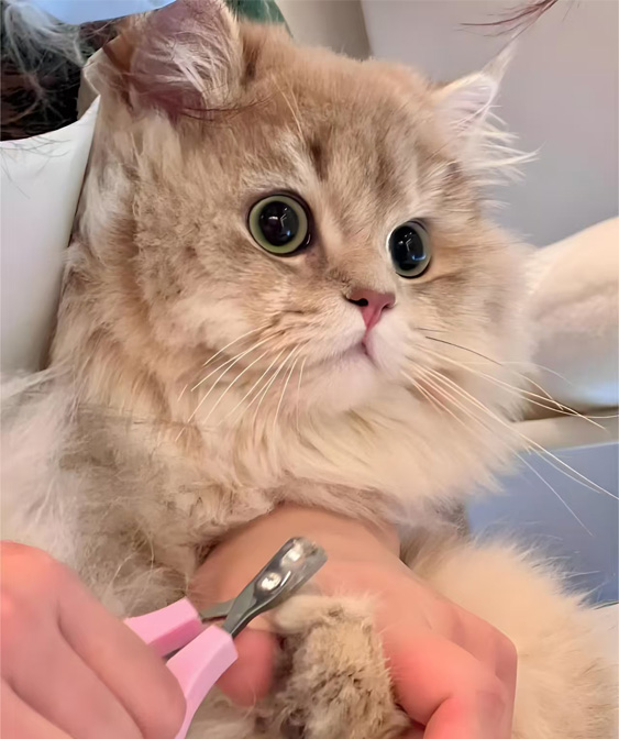 Produk Grooming Cat: Tetep kucing sampeyan tetep resik lan kepenak