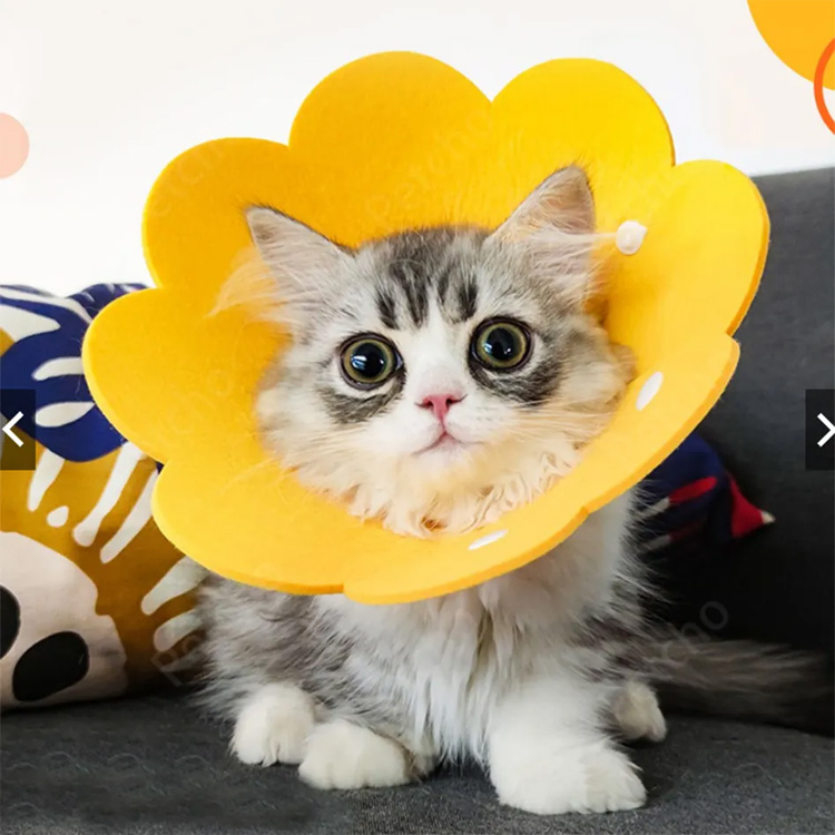 Pet cone Elizabeth ngrasakake kerah lemari lemari pelindung protèktif